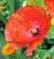 coquelicot4637