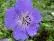 Mauve1197