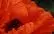 COULEUR