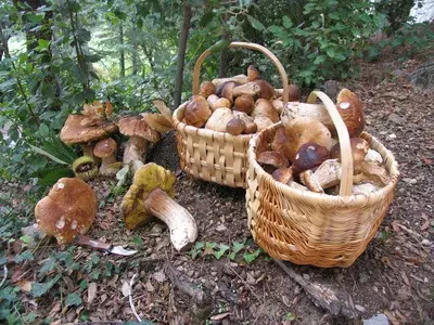 Les champignons