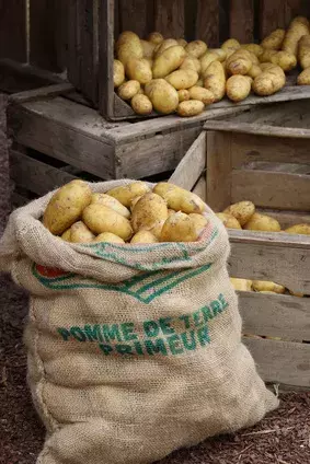 la pomme de terre